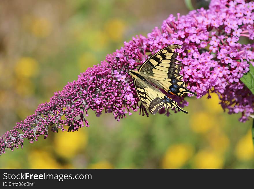 Butterfly, Brush Footed Butterfly, Pollinator, Flower