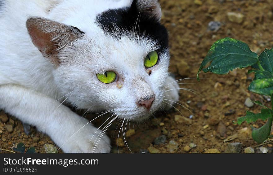 Cat, Fauna, Small To Medium Sized Cats, Whiskers