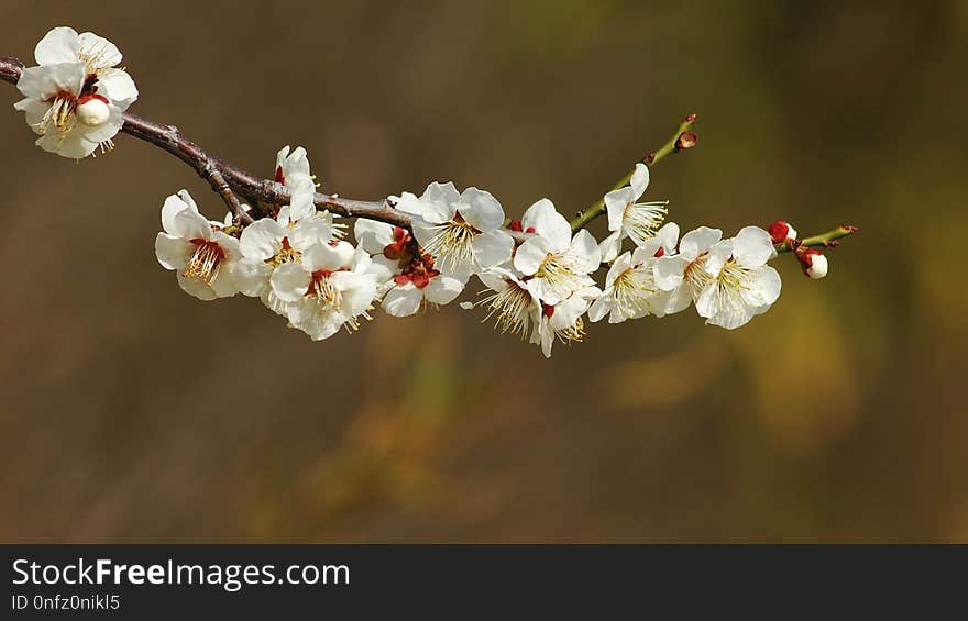 Blossom, Flower, Spring, Branch