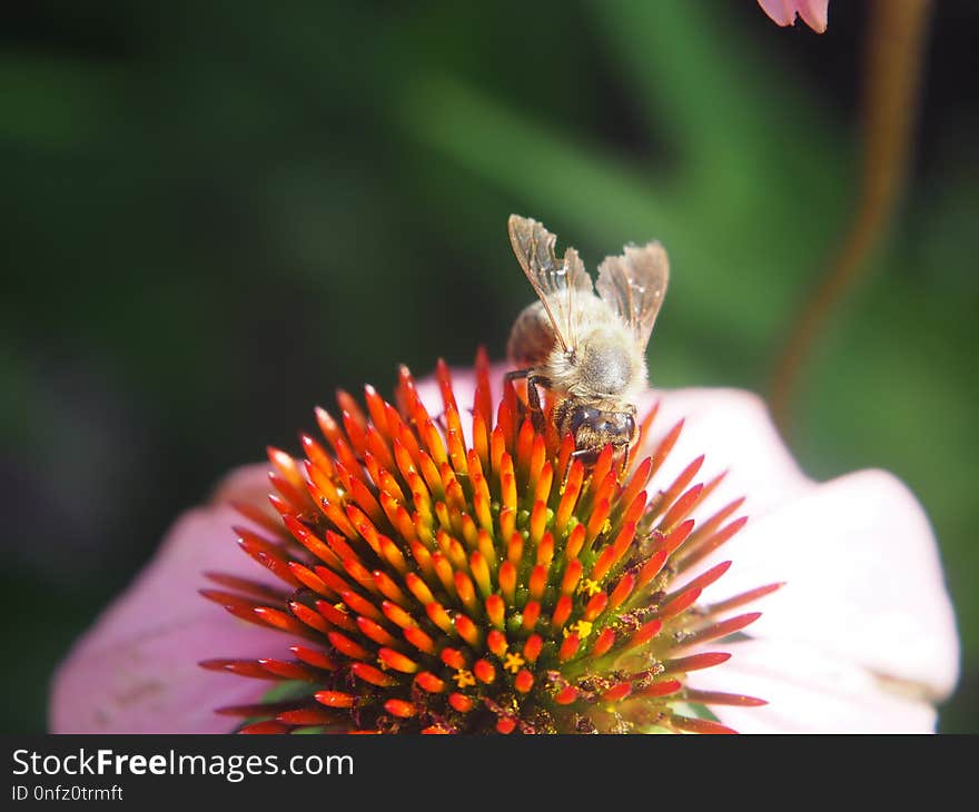 Honey Bee, Insect, Bee, Nectar