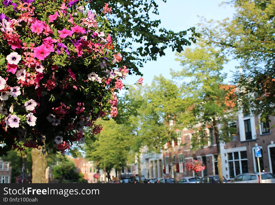 Plant, Flower, Tree, Flora