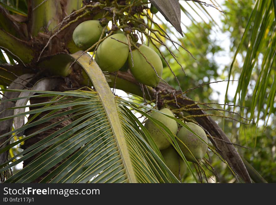 Coconut, Vegetation, Arecales, Tree