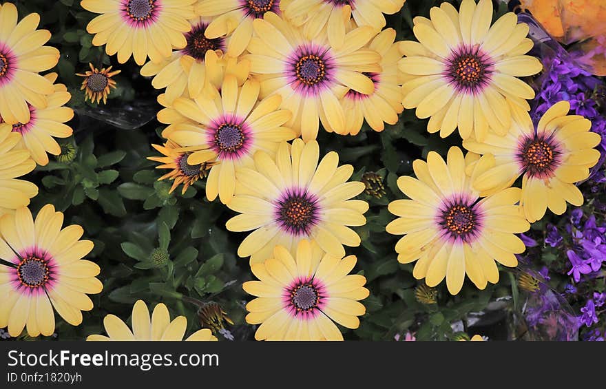 Flower, Purple, Flora, Plant