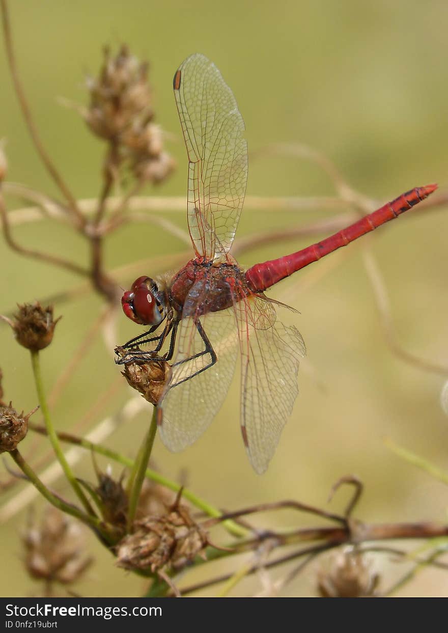 Insect, Dragonfly, Dragonflies And Damseflies, Invertebrate