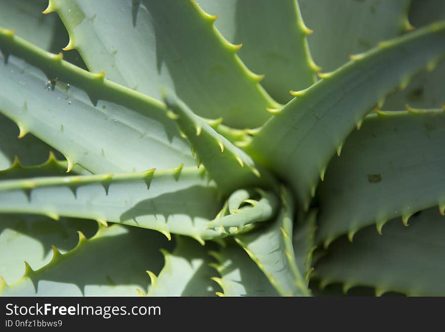 Plant, Vegetation, Leaf, Aloe