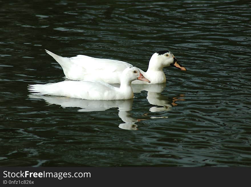 Bird, Duck, Water Bird, Water