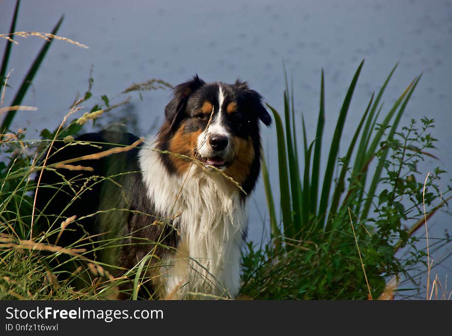 Dog, Dog Like Mammal, Dog Breed, Australian Shepherd