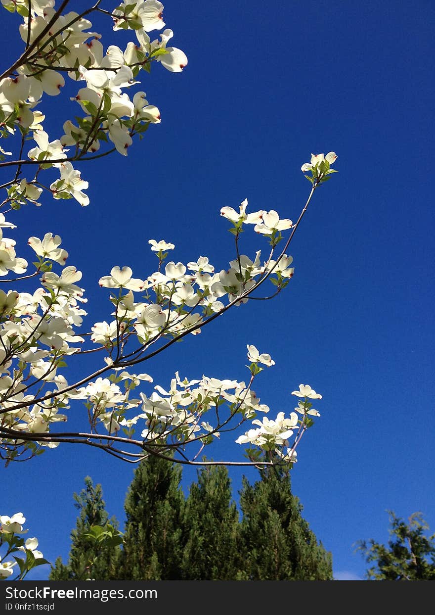 Sky, Branch, Blossom, Tree