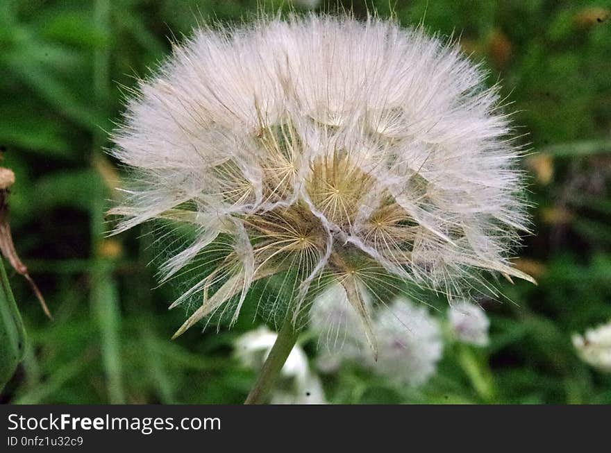 Flora, Plant, Flower, Dandelion