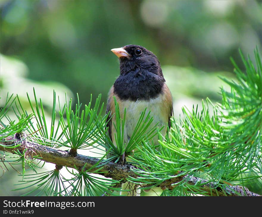 Bird, Beak, Fauna, Old World Flycatcher