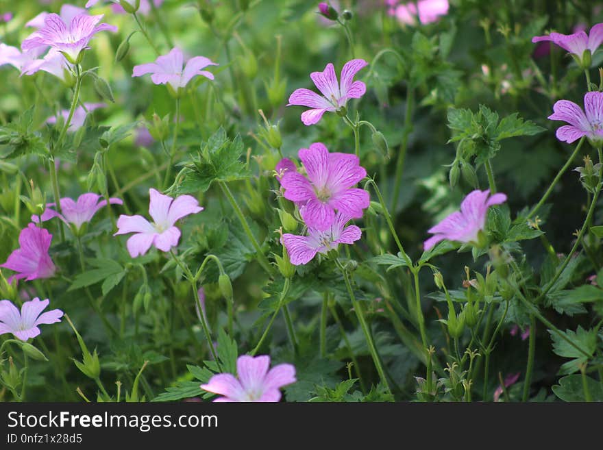 Flower, Plant, Flowering Plant, Flora