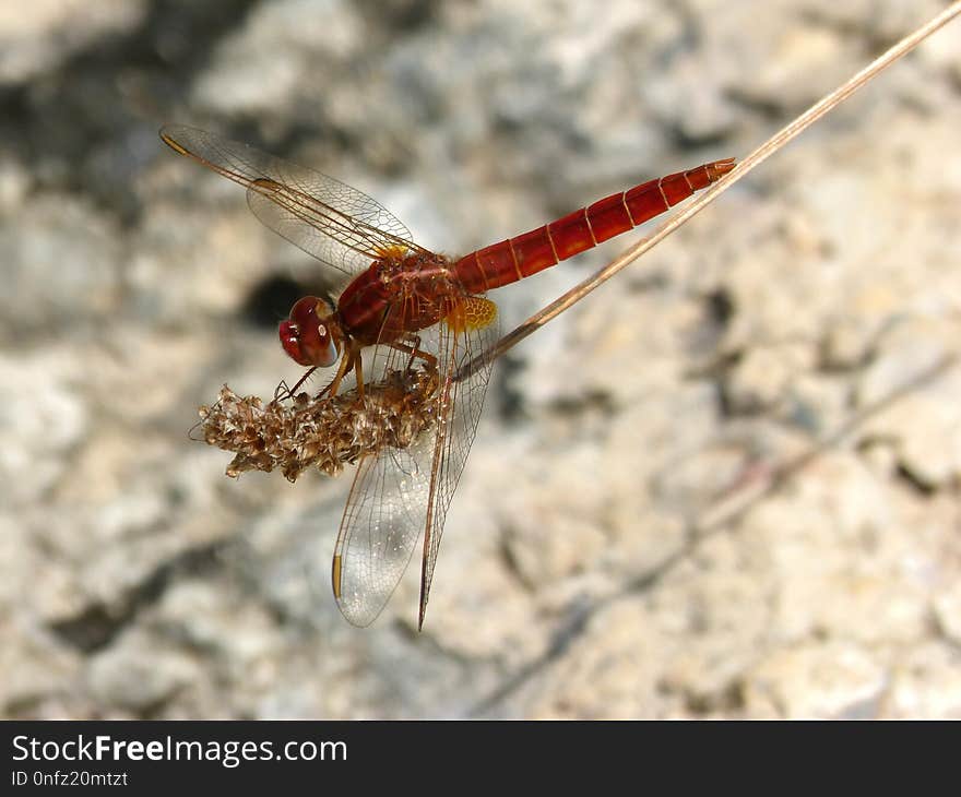 Insect, Dragonfly, Dragonflies And Damseflies, Invertebrate