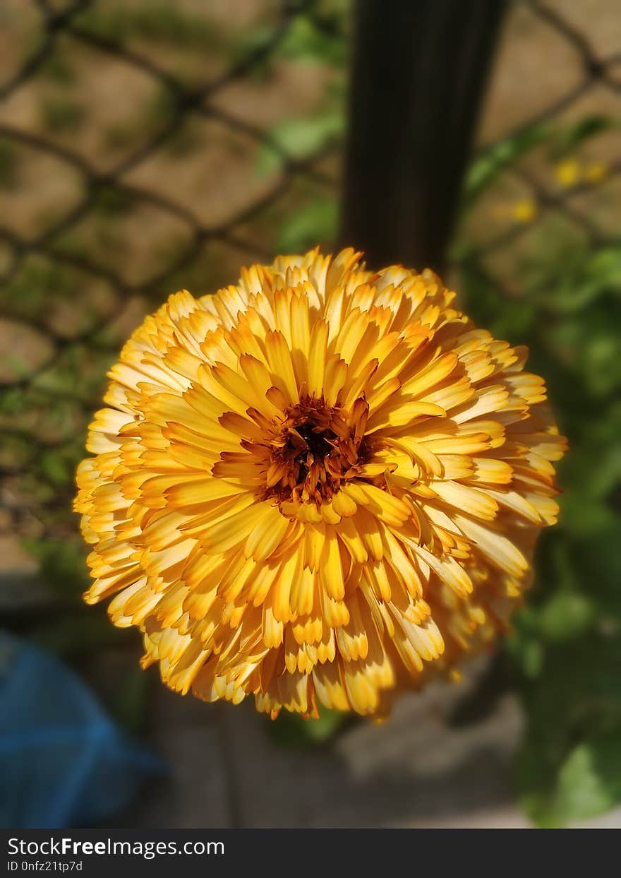 Flower, Yellow, Flora, Calendula