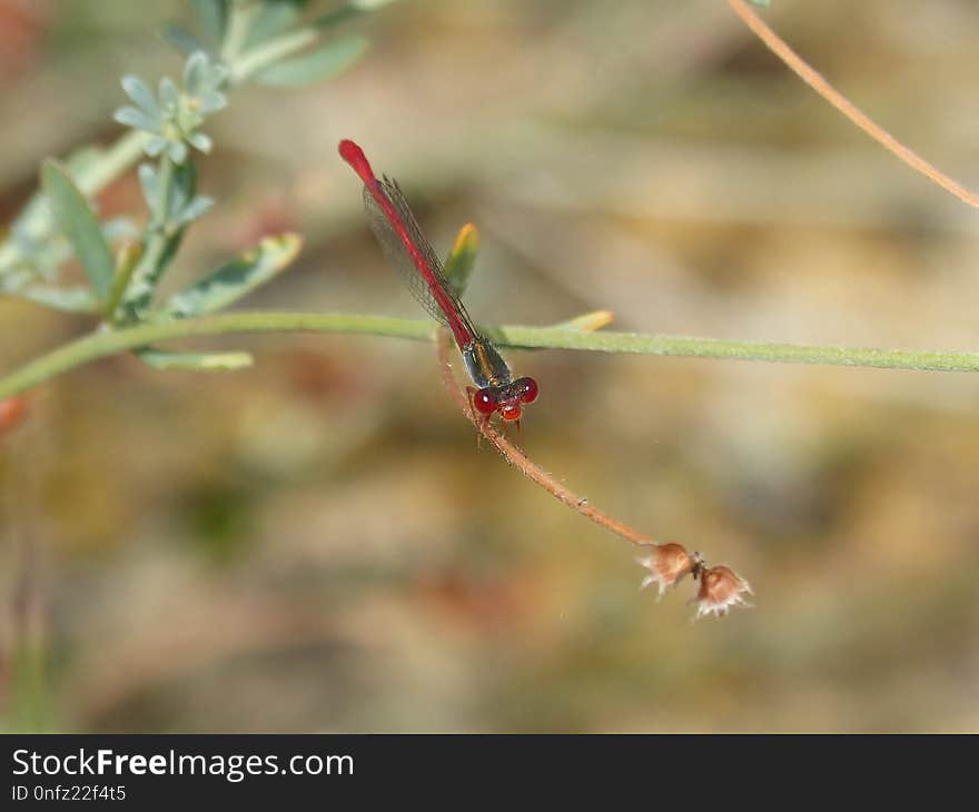 Insect, Dragonfly, Flora, Dragonflies And Damseflies