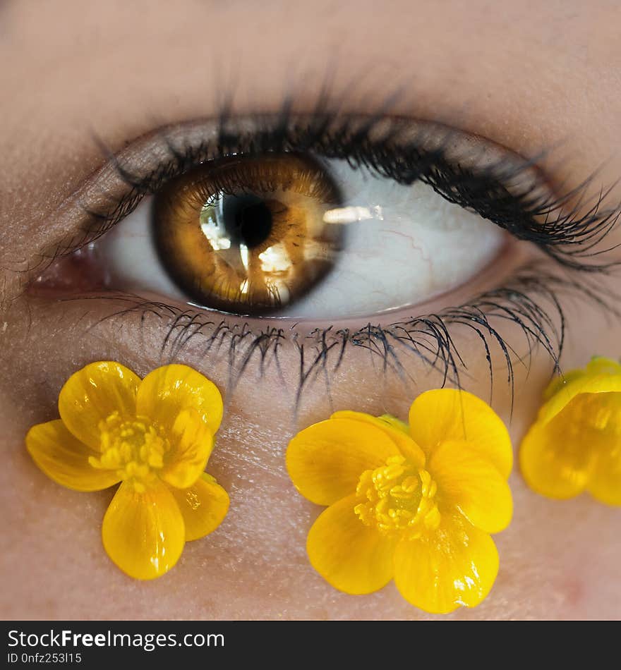 Yellow, Eye, Eyelash, Close Up