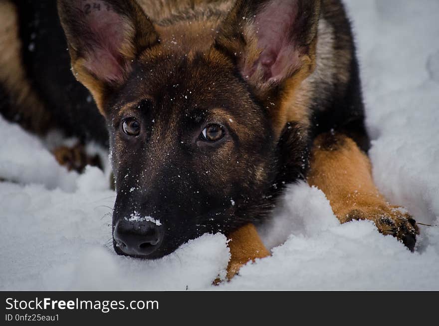 Dog, Dog Like Mammal, Dog Breed, German Shepherd Dog