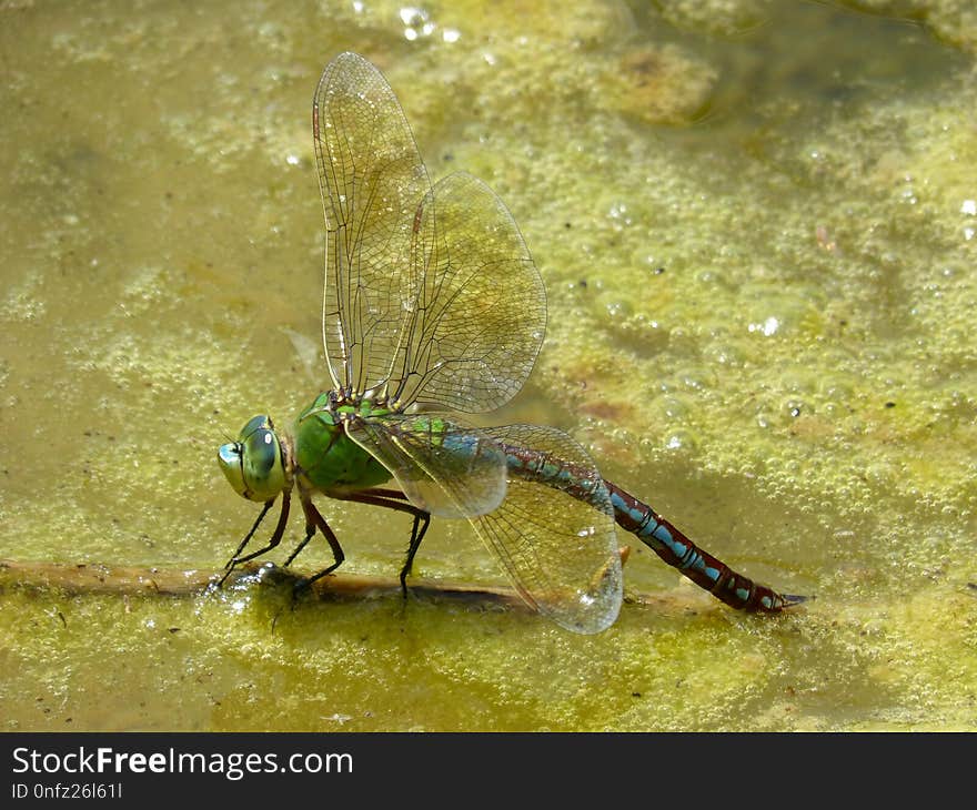 Dragonfly, Insect, Dragonflies And Damseflies, Invertebrate