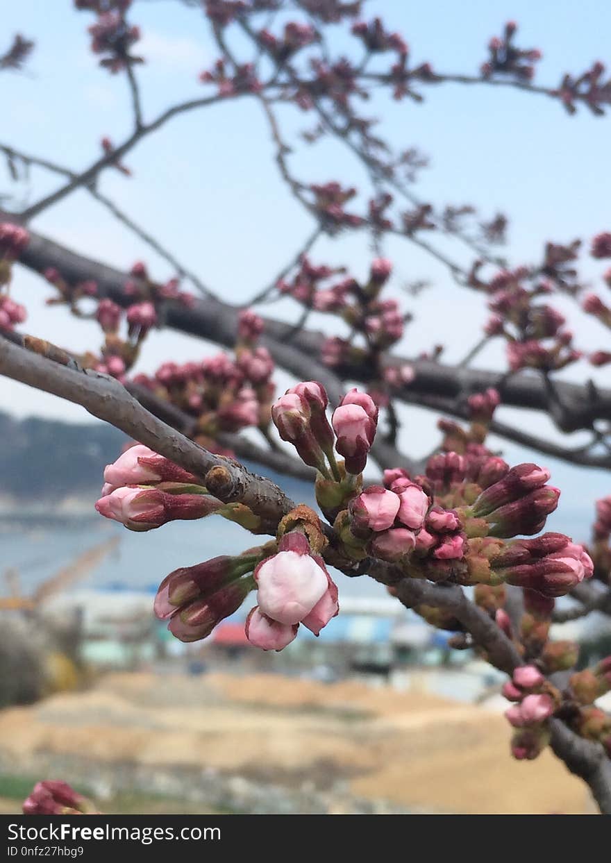 Blossom, Branch, Spring, Flora