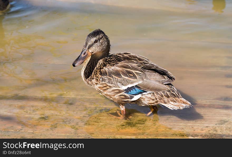 Duck, Bird, Mallard, Water Bird