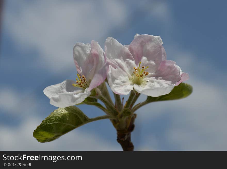 White, Blossom, Flower, Pink