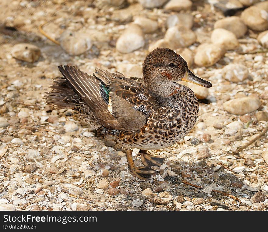 Bird, Duck, Fauna, Beak