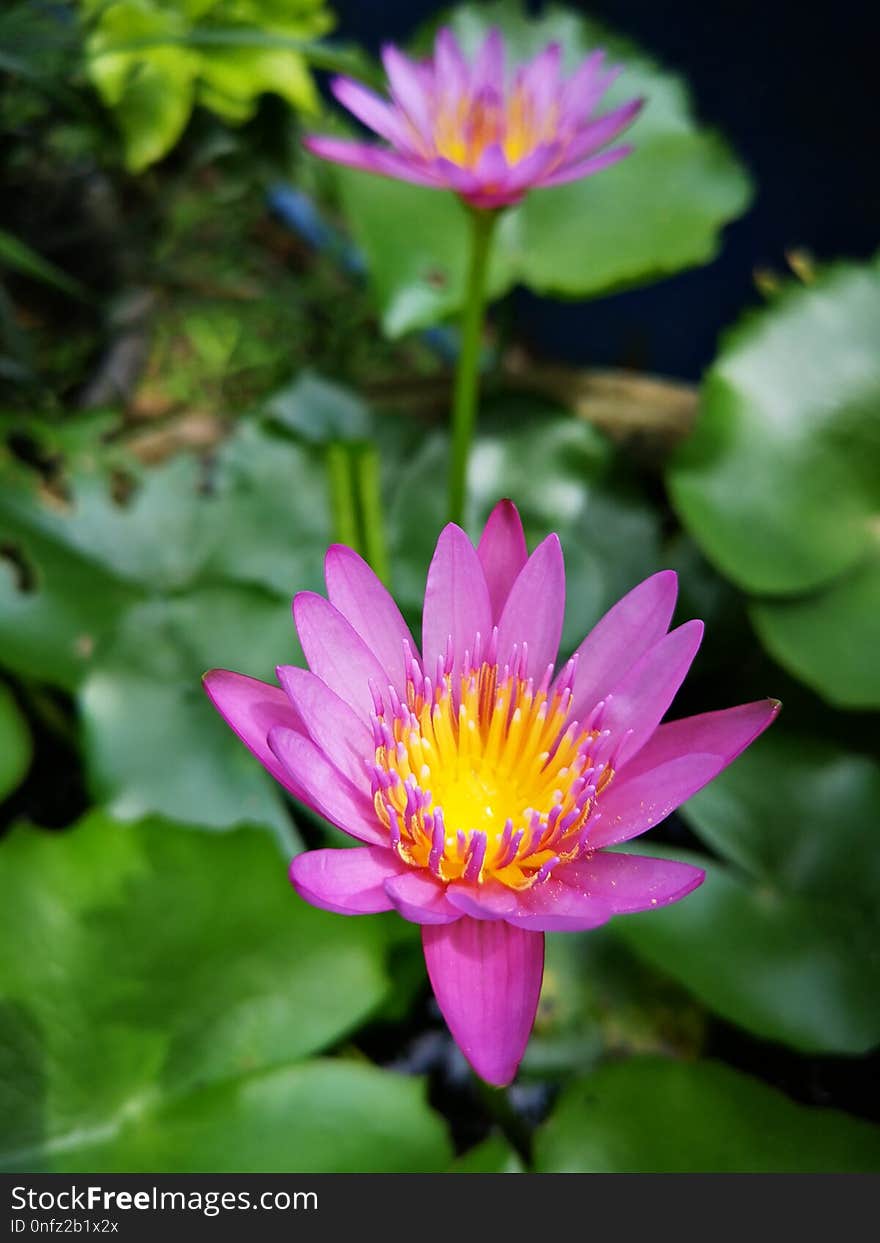 Flower, Flora, Plant, Aquatic Plant