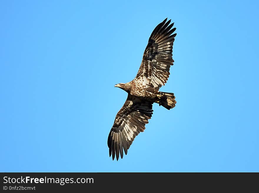 Accipitriformes, Eagle, Bird, Bird Of Prey