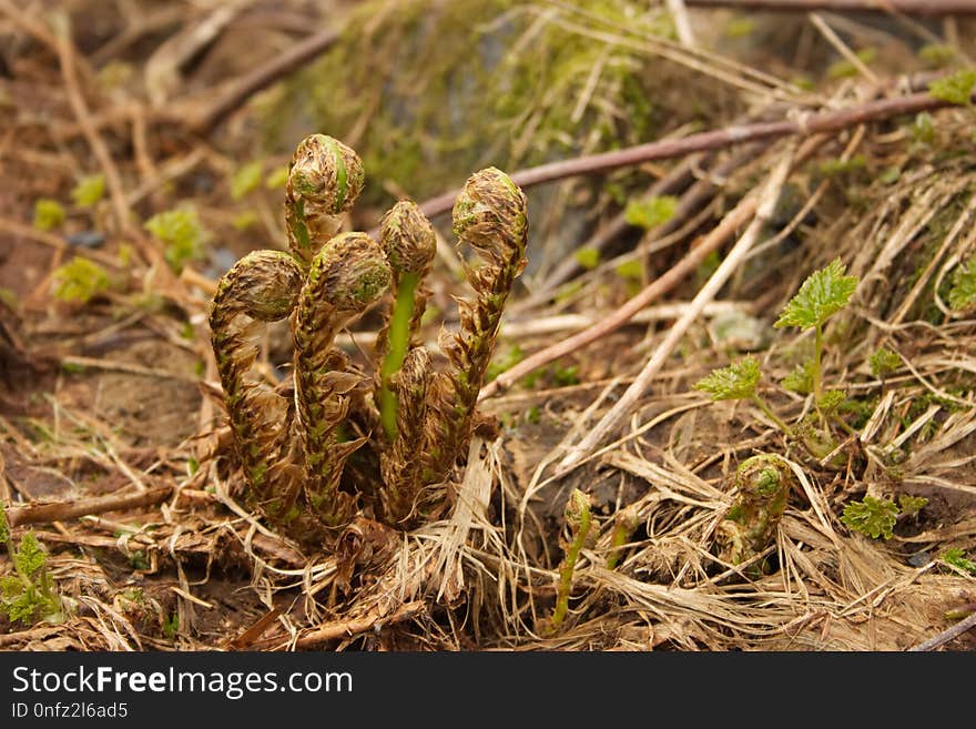 Plant, Flora, Grass, Plant Community