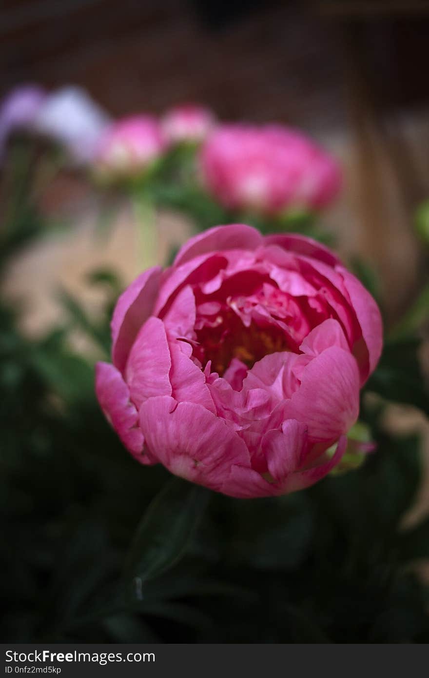 Flower, Pink, Plant, Flowering Plant