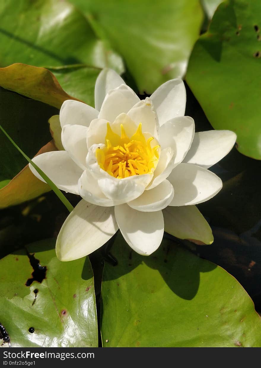 Flower, Plant, Flora, Sacred Lotus