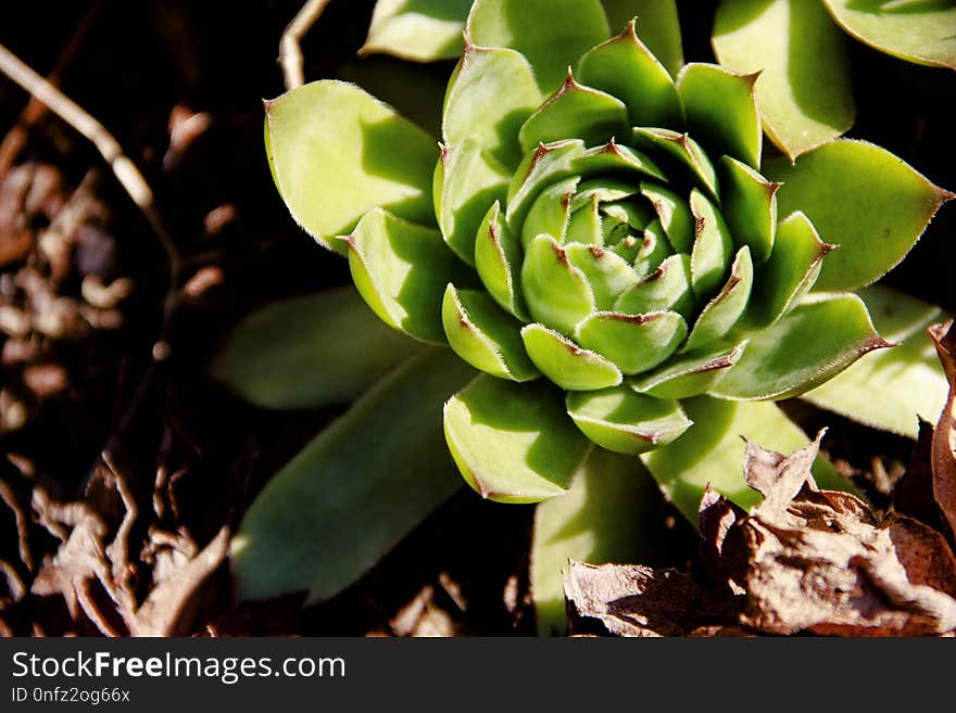 Plant, Flora, Vegetation, Flower