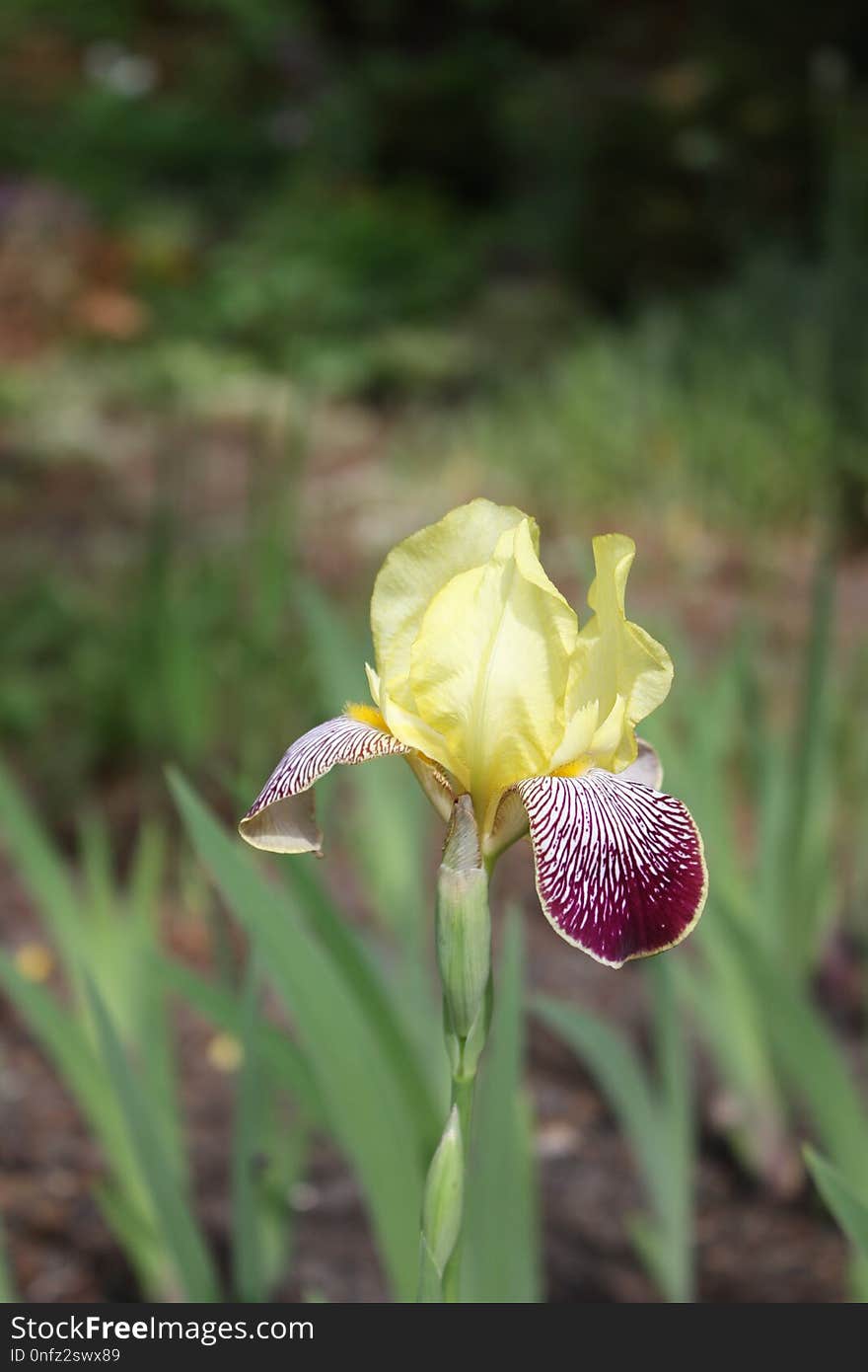 Flower, Plant, Flowering Plant, Flora