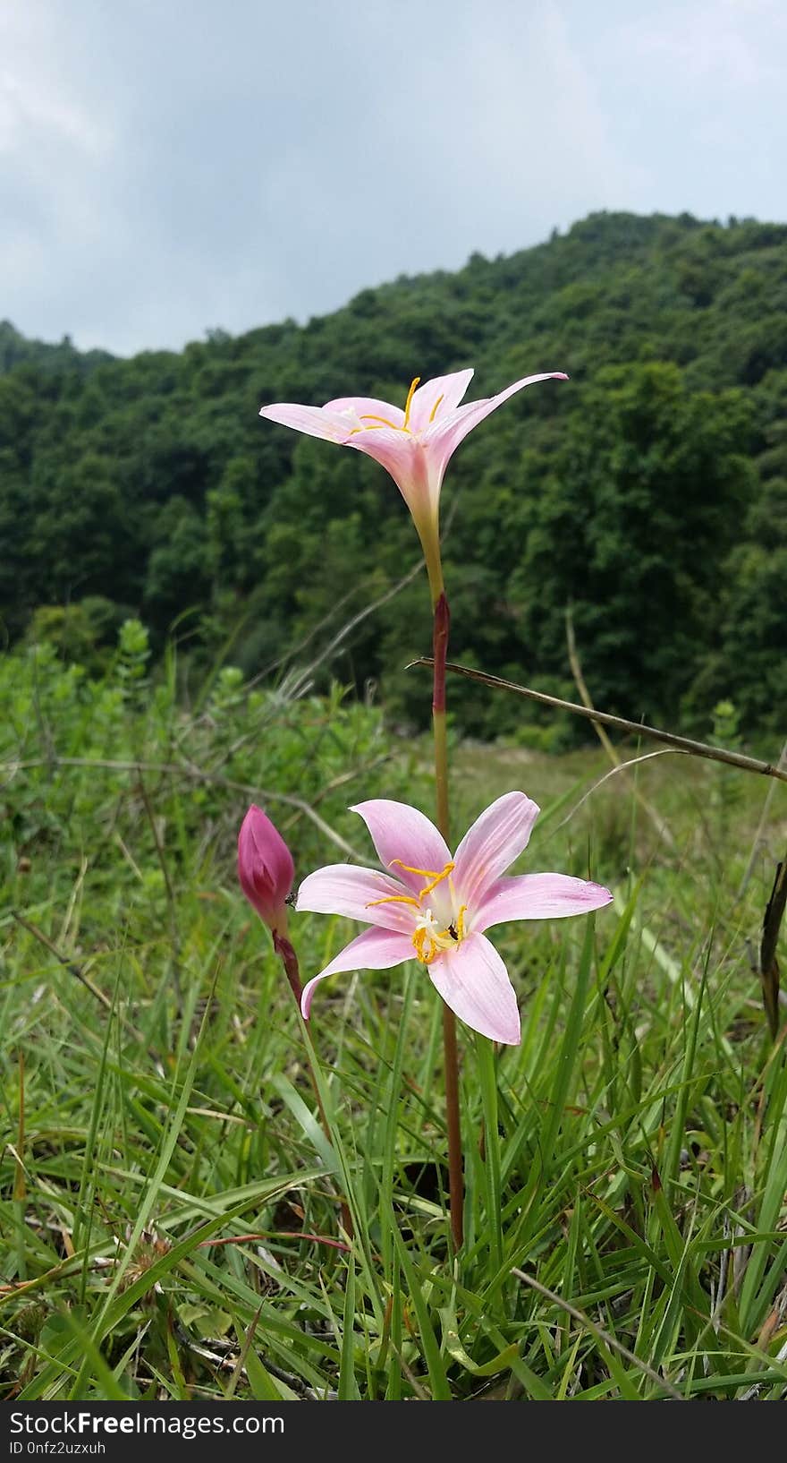 Flower, Plant, Flora, Flowering Plant