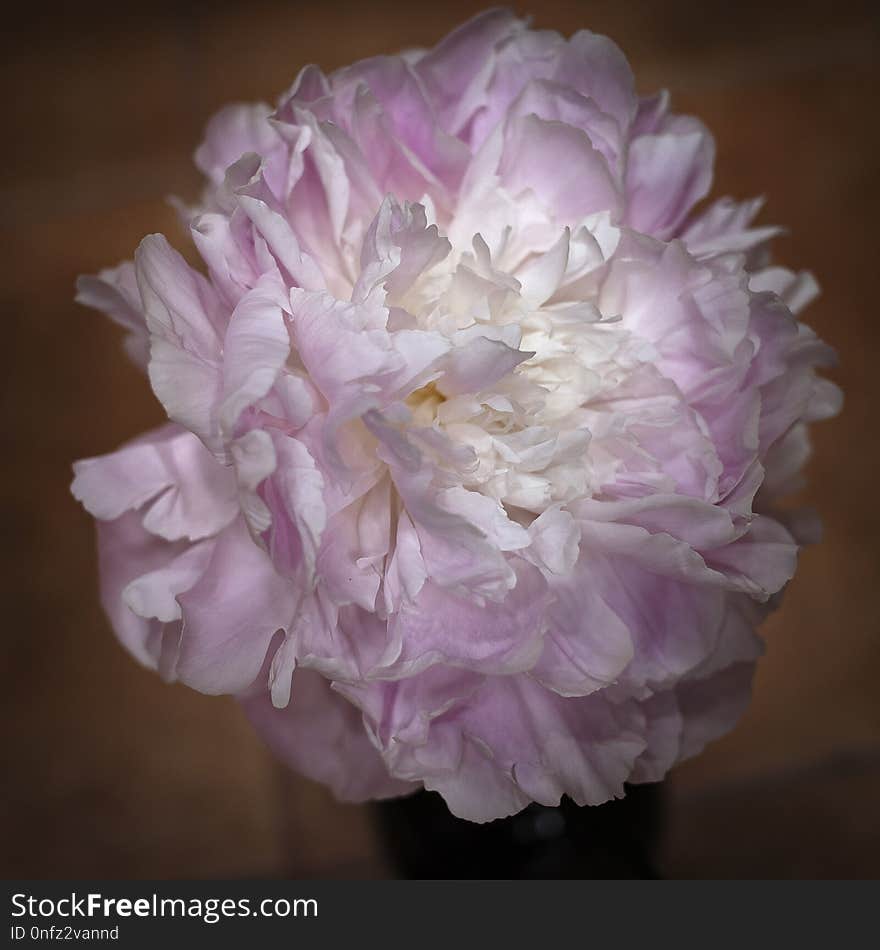 Flower, Pink, Flowering Plant, Peony