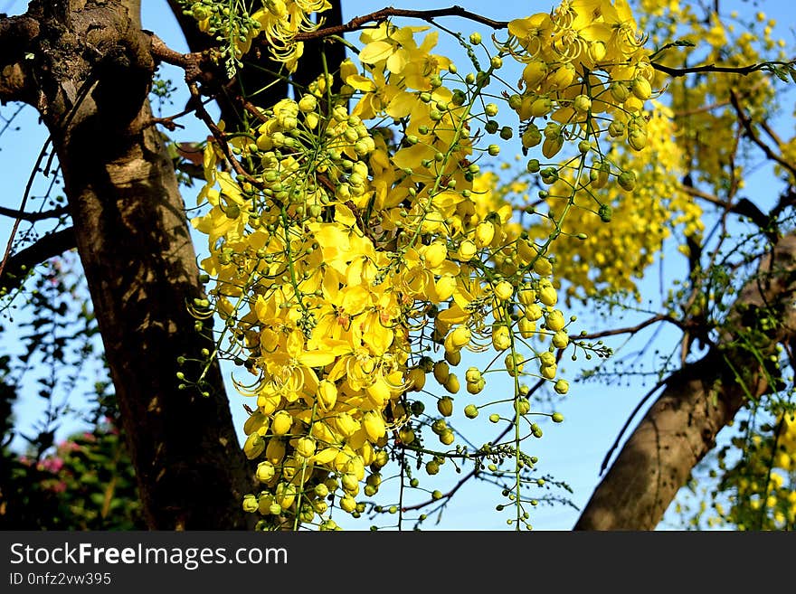 Yellow, Tree, Flora, Plant