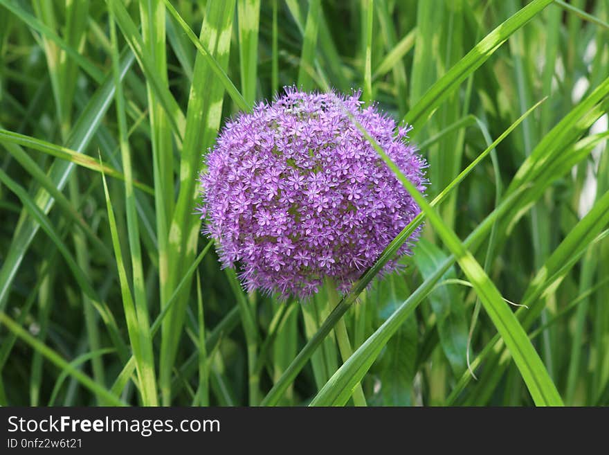 Plant, Grass, Purple, Chives