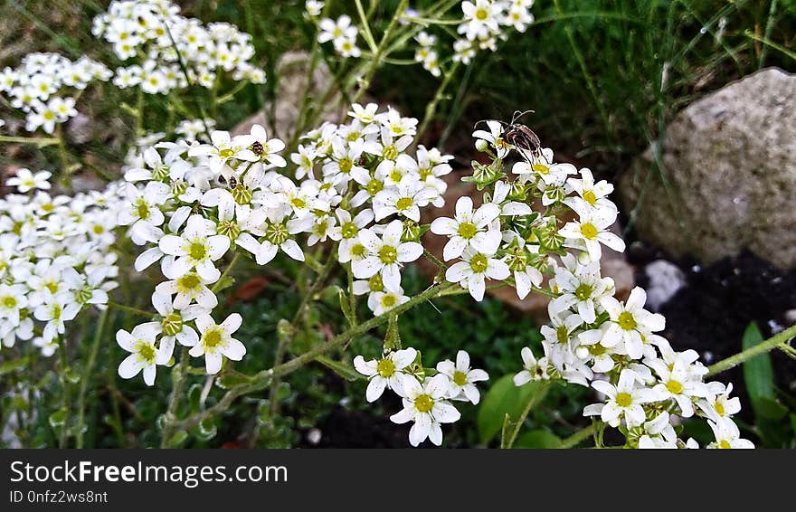 Flower, Plant, Flora, Flowering Plant