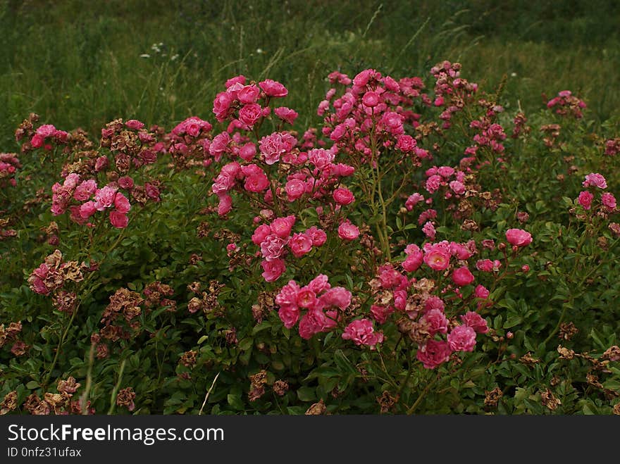 Flower, Plant, Flowering Plant, Yarrow