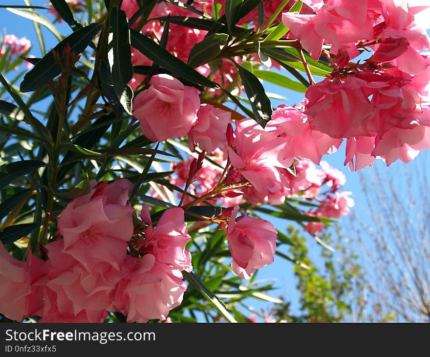 Pink, Plant, Flower, Blossom