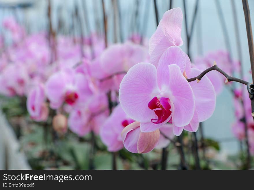 Flower, Plant, Flowering Plant, Pink