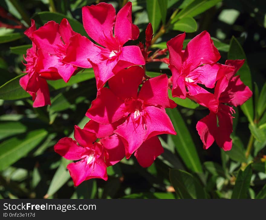 Flower, Plant, Flora, Gladiolus