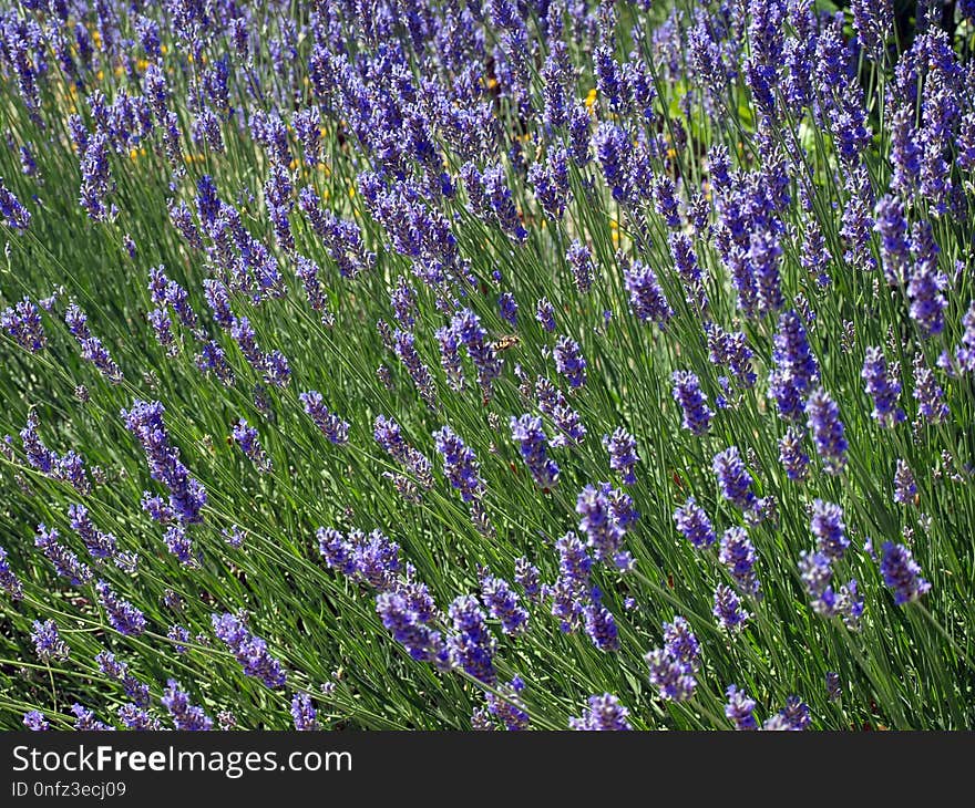 Flower, Plant, English Lavender, Lavender