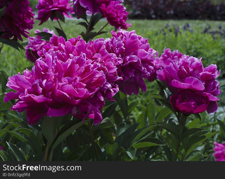 Flower, Plant, Peony, Flowering Plant