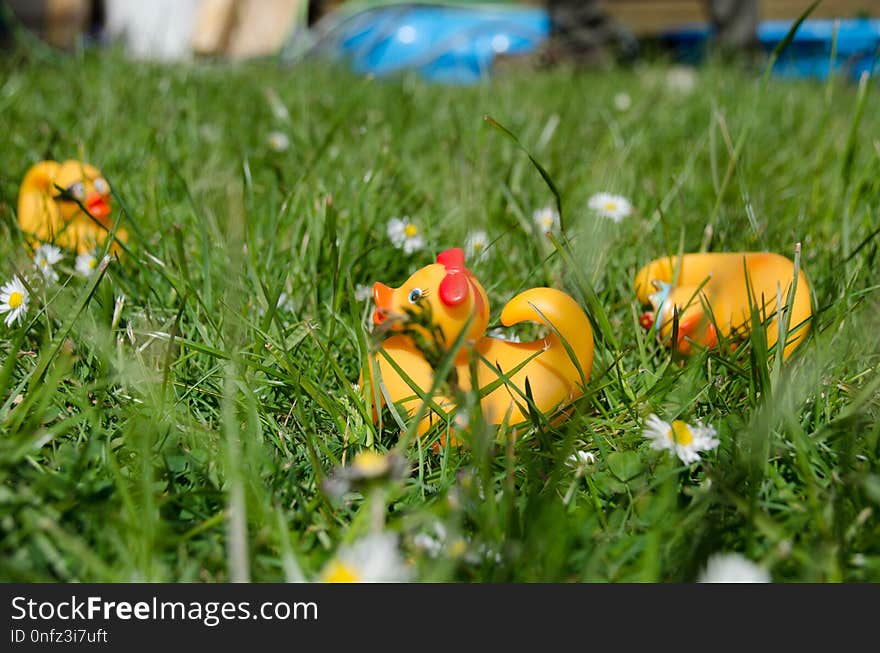 Flower, Yellow, Grass, Plant