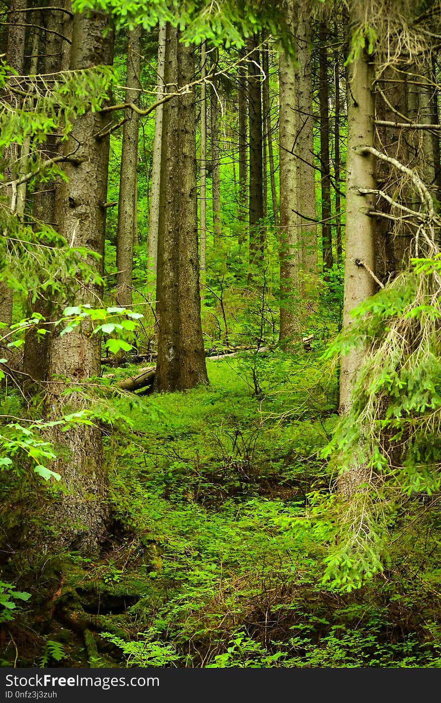 Vegetation, Forest, Ecosystem, Nature