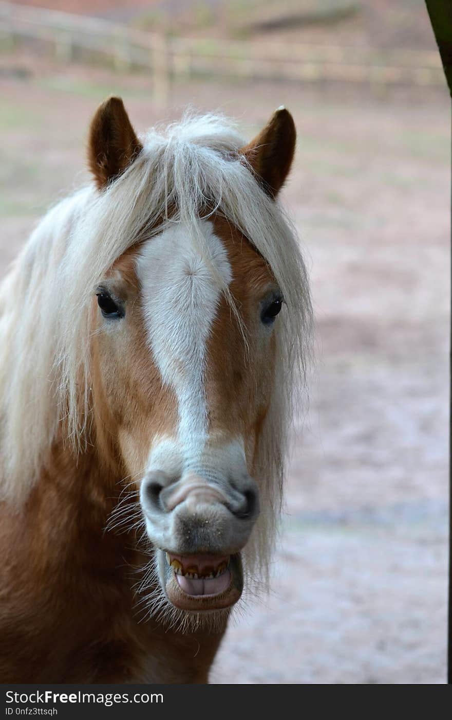 Horse, Mane, Horse Like Mammal, Fauna