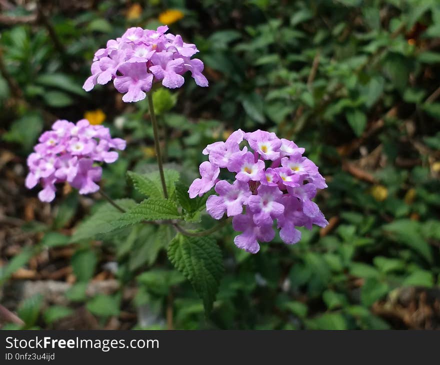 Flower, Plant, Flowering Plant, Flora