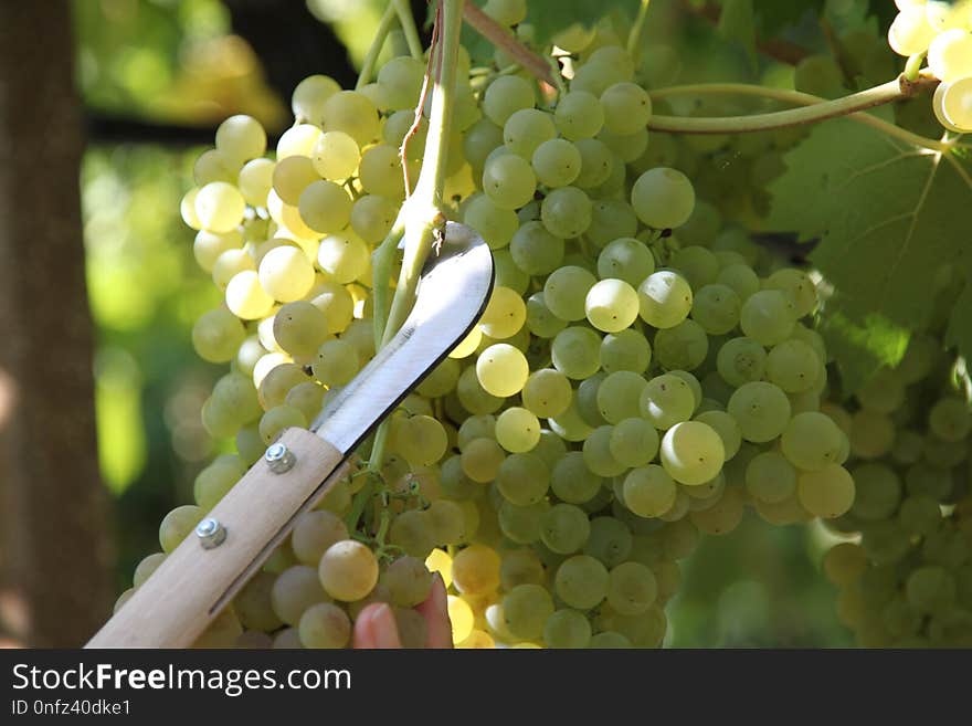 Grape, Grapevine Family, Seedless Fruit, Fruit