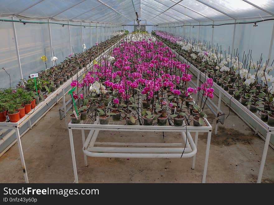 Plant, Greenhouse, Flower, Flowering Plant