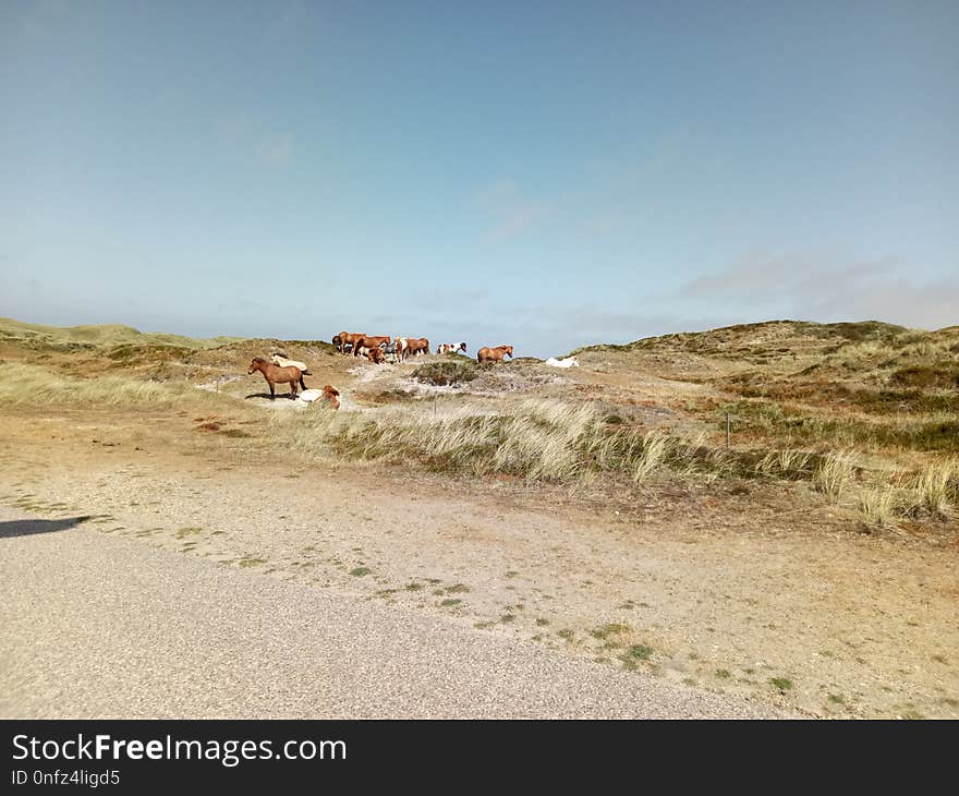 Ecosystem, Sky, Ecoregion, Sand